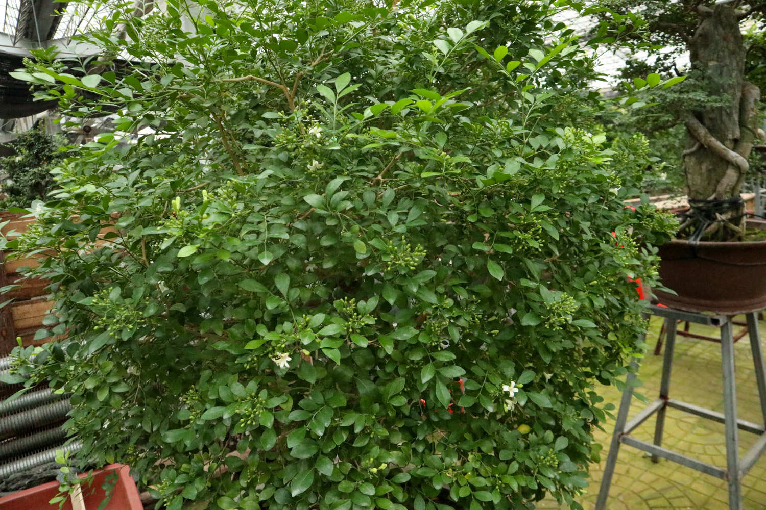 盆栽九里香的养殖方法