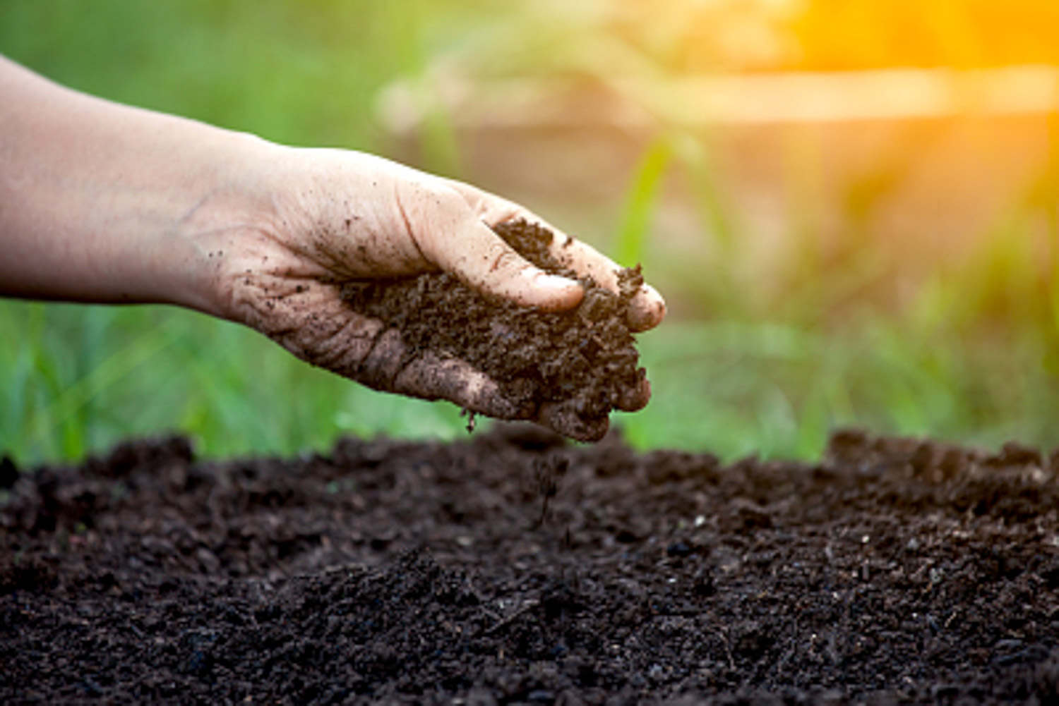 红泥土是酸性还是碱性，能种植什么植物