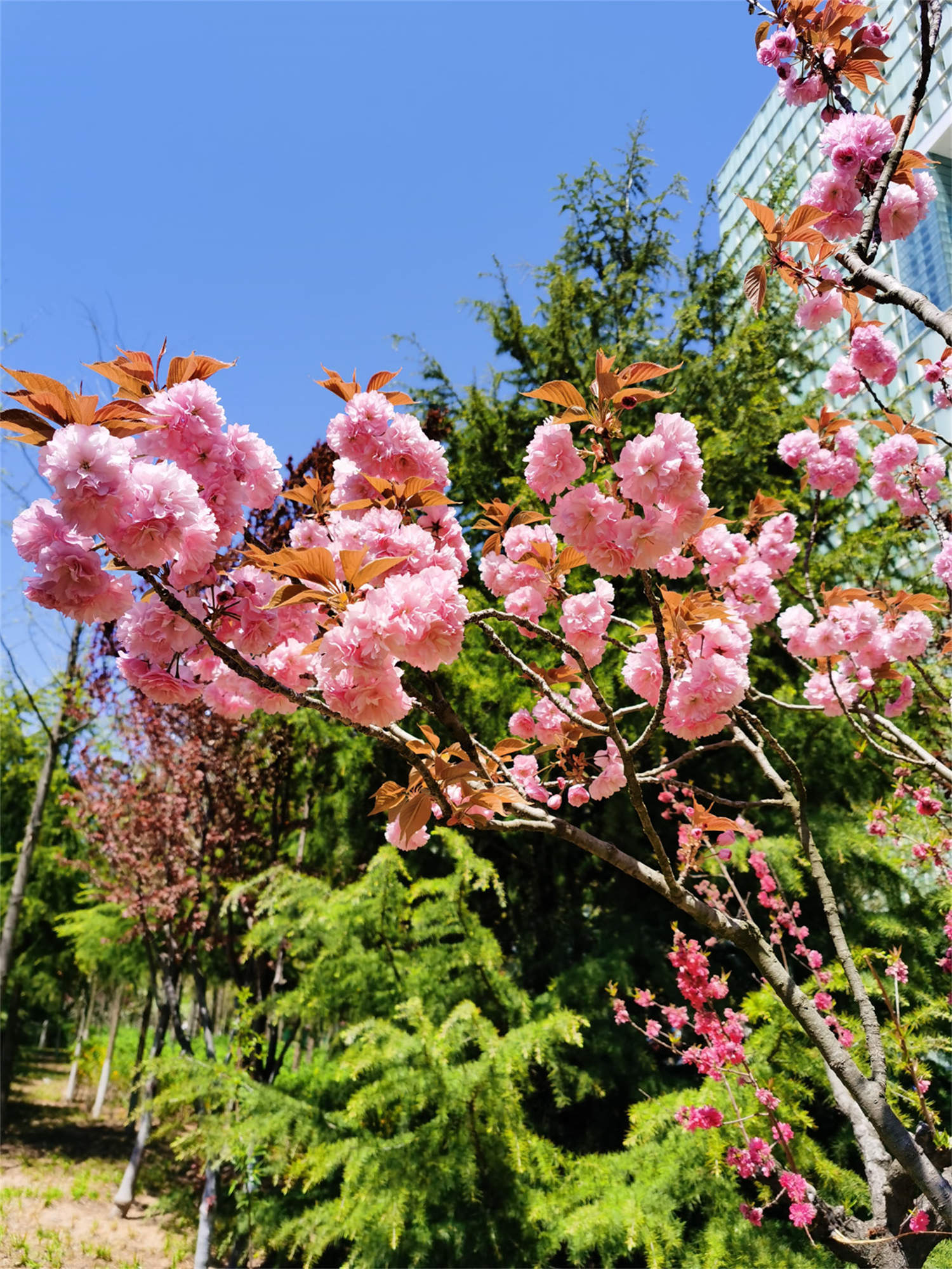 樱花草的花语是什么