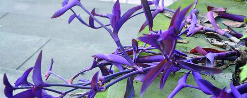 紫鸭跖草的养殖方法，可以放卧室吗