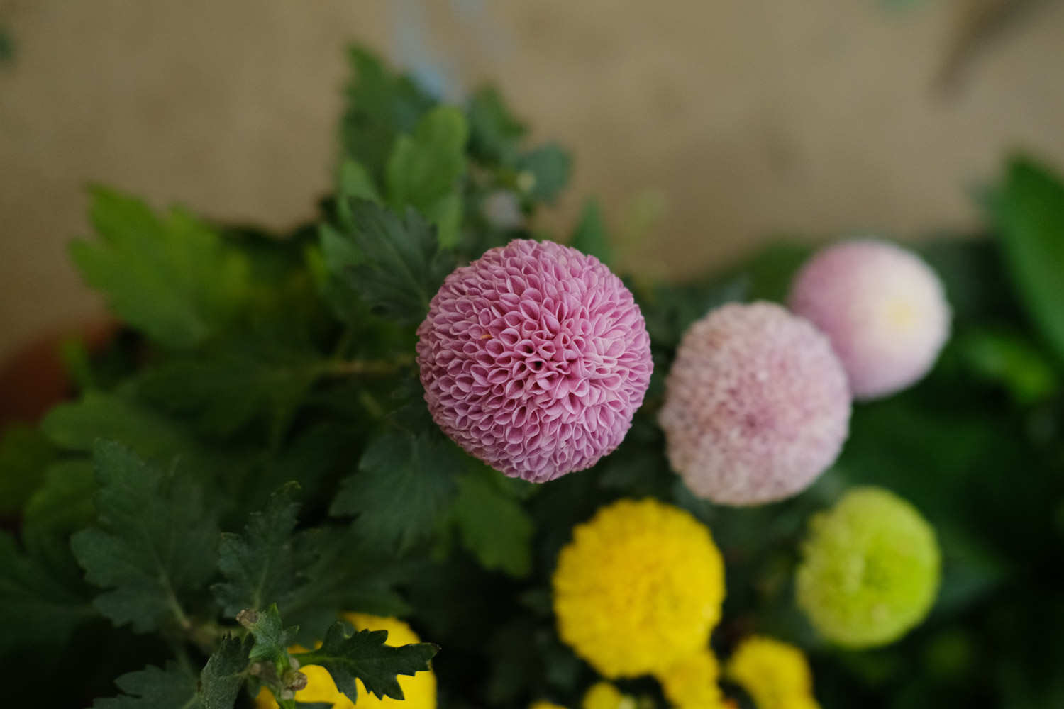 乒乓菊的盆栽养殖方法