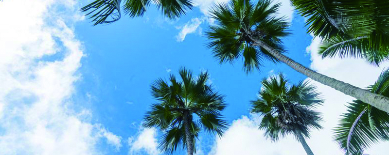 椰子树长什么样，怎么和棕榈树区分？