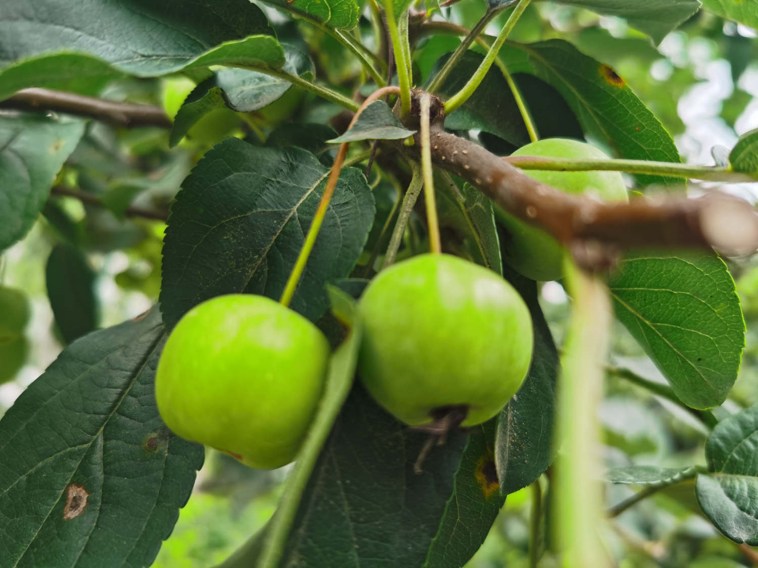 木瓜海棠的养殖方法和注意事项