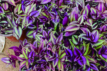 紫叶吊兰和吊竹梅区别