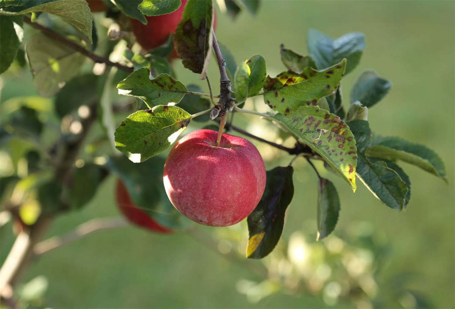 丑苹果是转基因吗，如何识别转基因苹果