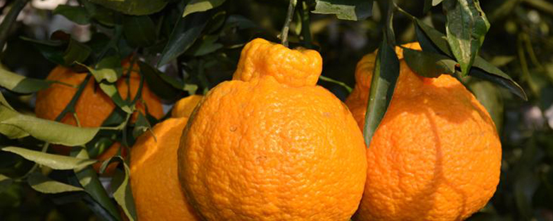 丑橘苗多少钱一棵